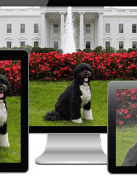 Obama's weird dog